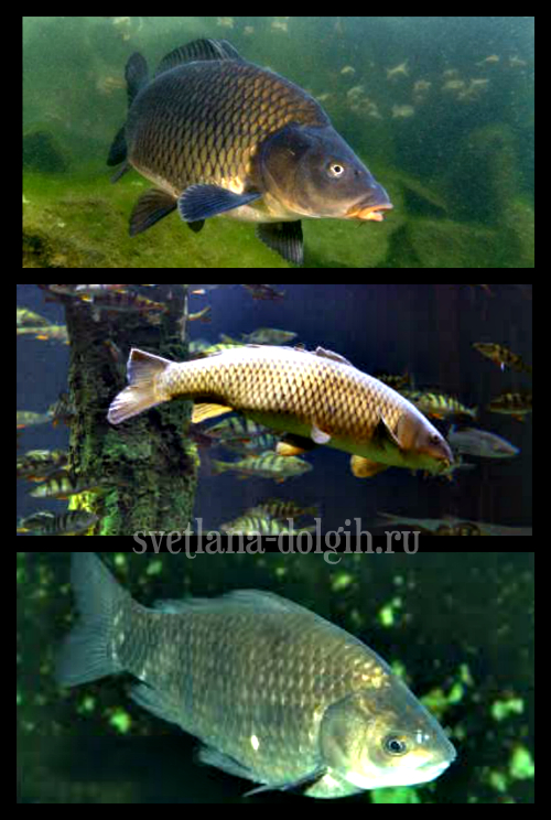 samaya-poleznaya-ryba